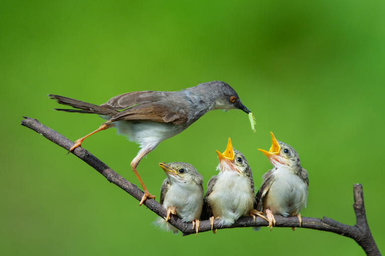 [Елена Веселаго] Мамочка (2022)
