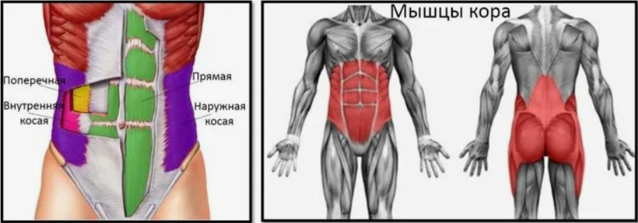 [Александр Волоткевич] Мышцы кора, выстраивание грудной клетки над тазом (2025)