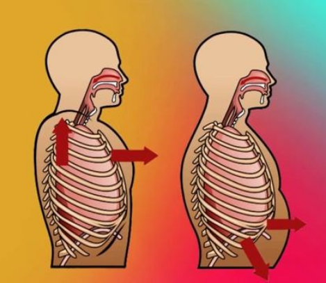 [Александр Волоткевич] Регулировка внутрибрюшного давления. Клеточное дыхание (2025)