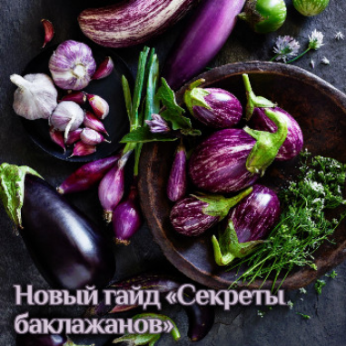 [Катя Янг] Гайд «Секреты баклажанов» (2024)