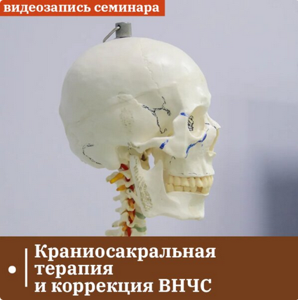 [Григорий Крутов] Краниосакральная терапия и коррекция ВНЧС (2024)
