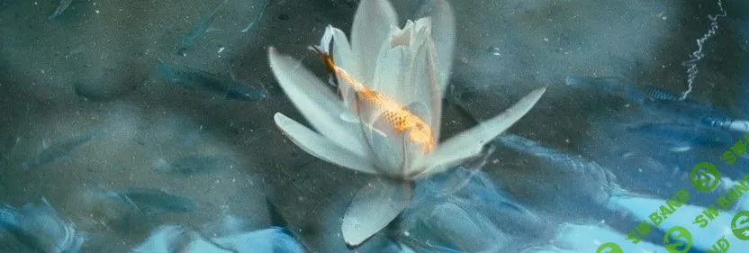 [Polina Washington] Продвижение (2022)