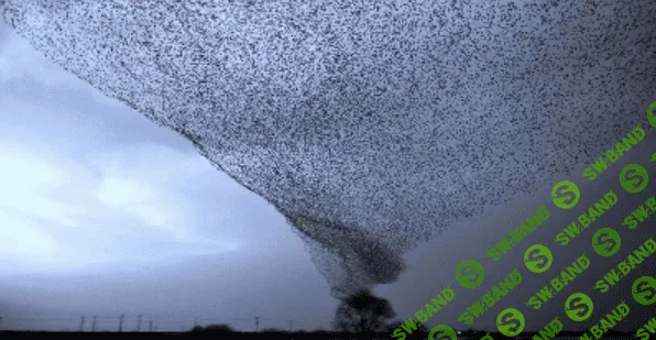 [Центр Современных системных расстановок] Магическое и не магическое в жизни и расстановках (2023)