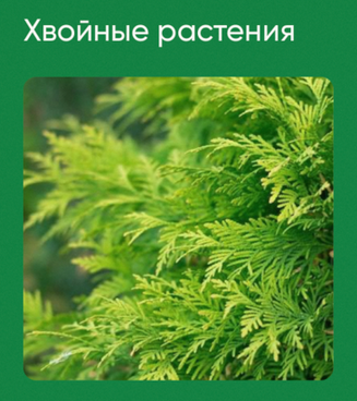 [Анна Акинина] [Школа нетипичного фермера] Хвойные растения (2024)