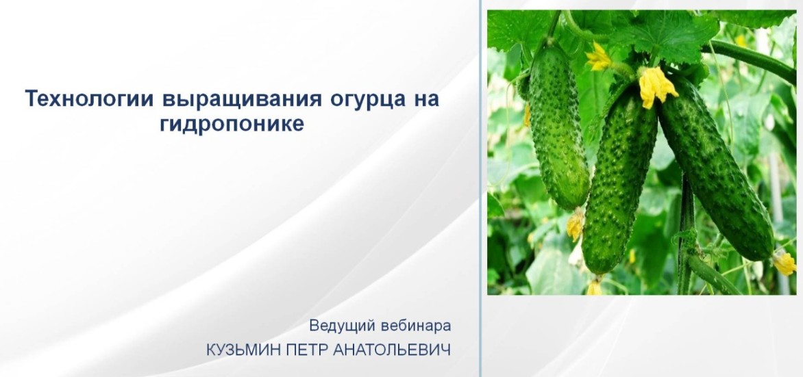 [НИИДПО] Петр Кузьмин — Технология выращивания огурца на гидропонике (2024)
