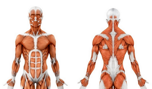 [Станислав Дробышевский] [Архэ] Анатомия человека (2023)