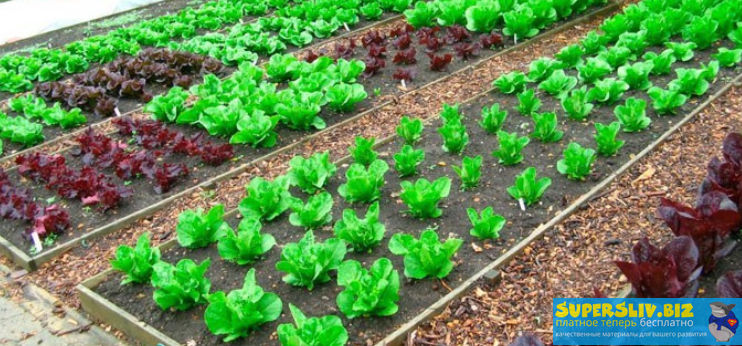 [Марина Кучеренко] Базовый курс органического земледелия