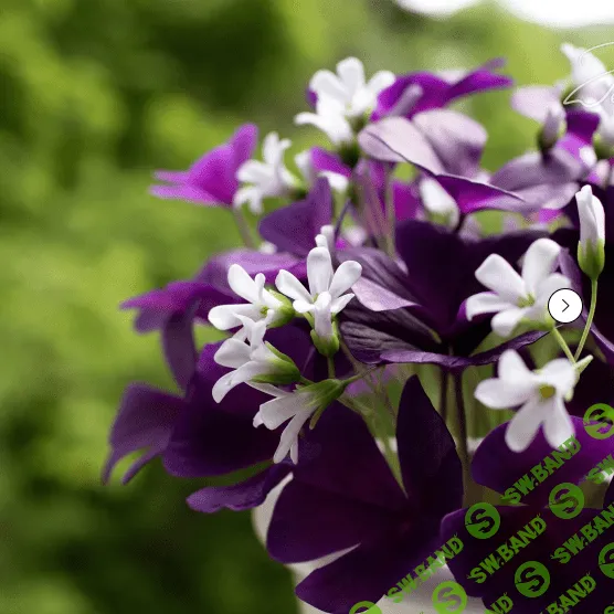 [Наталья Желонкина] Оксалис. Кислица (2023)