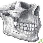 [weston_price_] Всё о прикусе. Челюсти (2025)