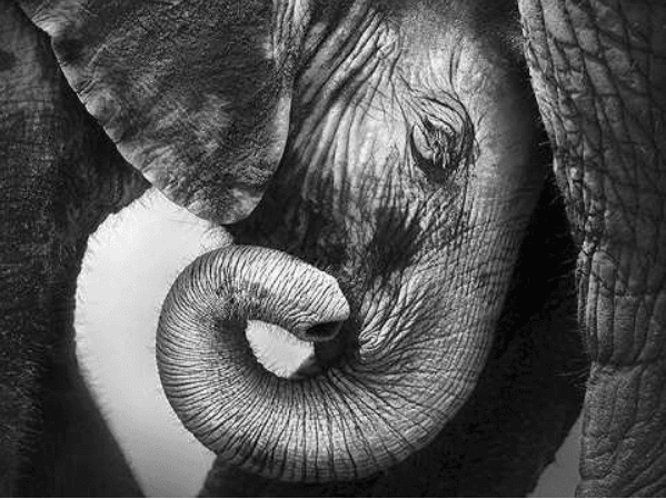 [Высшая школа психологии] Интегральный подход психологической работы с травмой развития. Раздел 5