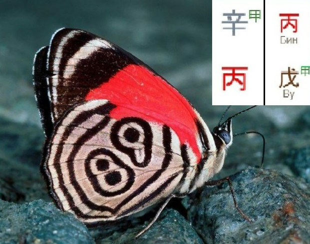 [Ольга Фандорина] Выбор профессии по Ци Мень. Вебинар 2 (2025)