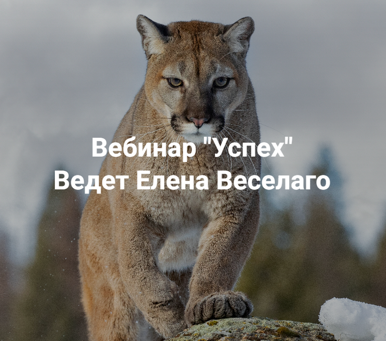 [Елена Веселаго] [Институт Открытого поля] Успех (2025)