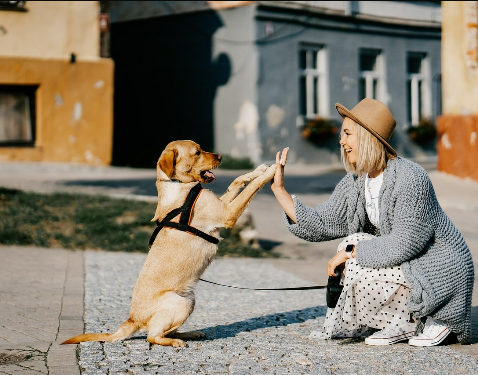 [Наталья Спиридонова] [anfi] Дрессировка с любовью (2024)